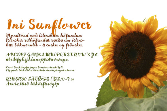 Ini Sunflower Typeface Review: A Warm Script for Brand Identity